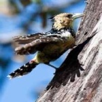 image of bird