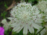 image of flower