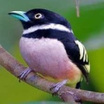 image of bird