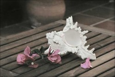 image of conch