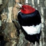 image of red_headed_woodpecker #13