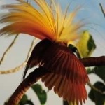 image of bird