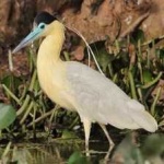 image of bird
