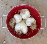image of garlic #12