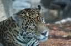 image of jaguar_car