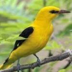 image of bird