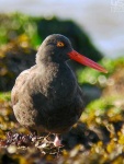 image of oystercatcher