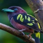 image of bird