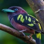 image of banded_broadbill #27