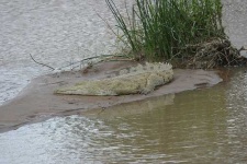 image of african_crocodile