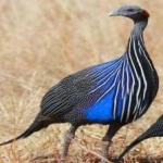 image of bird