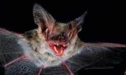 image of animal