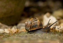 image of snail