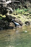 image of little_blue_heron