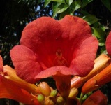 image of flower