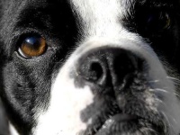 image of boston_bull
