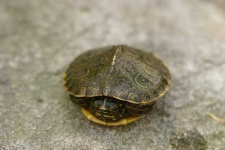 image of terrapin