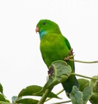 image of parrot #22