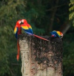 image of macaw