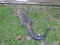 image of crocodile