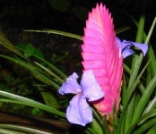 image of flower