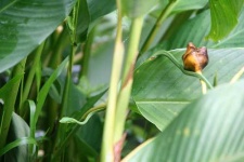 image of green_snake