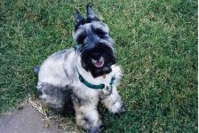 image of standard_schnauzer #9