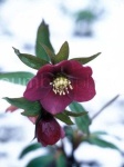 image of flower