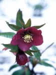 image of lenten_rose #49