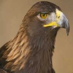 image of bird