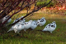image of ptarmigan