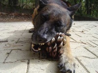 image of malinois