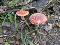 image of agaric