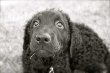image of curly_coated_retriever