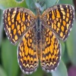 image of animal