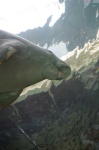 image of dugong