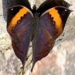 image of animal
