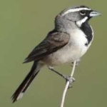 image of black_throated_sparrow #16