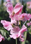 image of flower