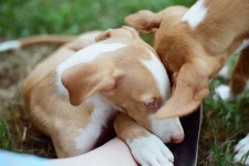 image of ibizan_hound