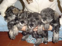 image of miniature_schnauzer