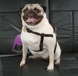 image of seat_belt