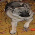 image of animal