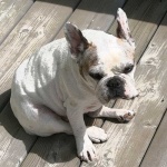 image of french_bulldog #17