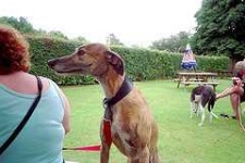 image of saluki