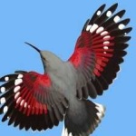 image of bird