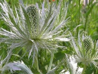 image of alpine_sea_holly #5