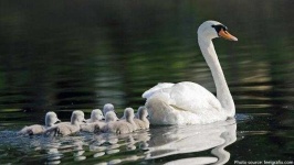 image of swan