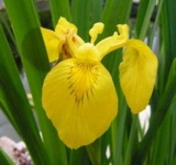 image of yellow_iris #25