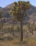 image of joshua_tree